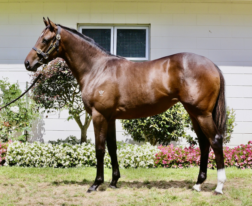 The Yearling Filly by Too Darn Hot out of Miss Challenger – Fortuna