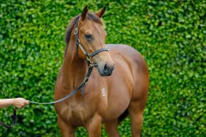 Circus Maximus Colt