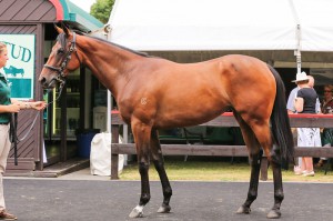 Yearling Filly by HIGH CHAPARRAL out of DANCING FOREVER. Click to enlarge Image