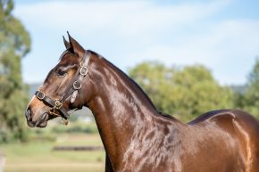 Ole Kirk Filly