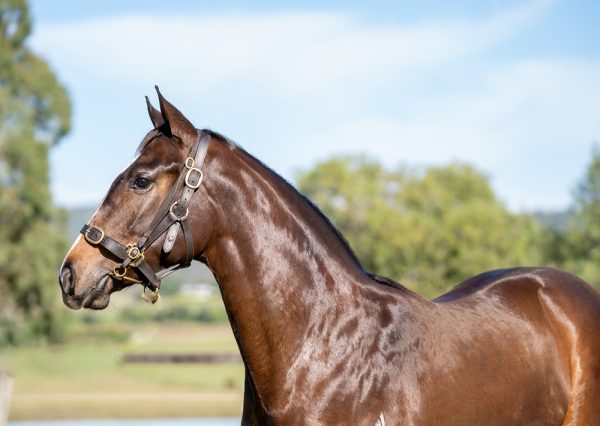 Ole Kirk Filly
