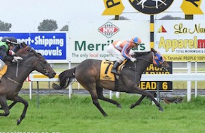 Our Drahma Queen wins her first race at New Plymouth. Click to enlarge