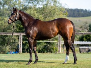 Ole Kirk Filly