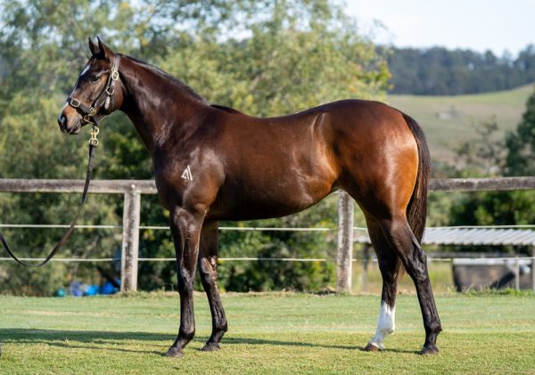 Ole Kirk Filly