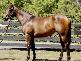 Fortuna – Authorized Thoroughbred Syndicators